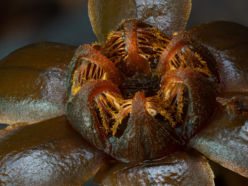 tiputinia (Tiputinia foetida)