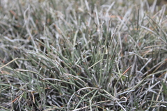 Ephedra compacta