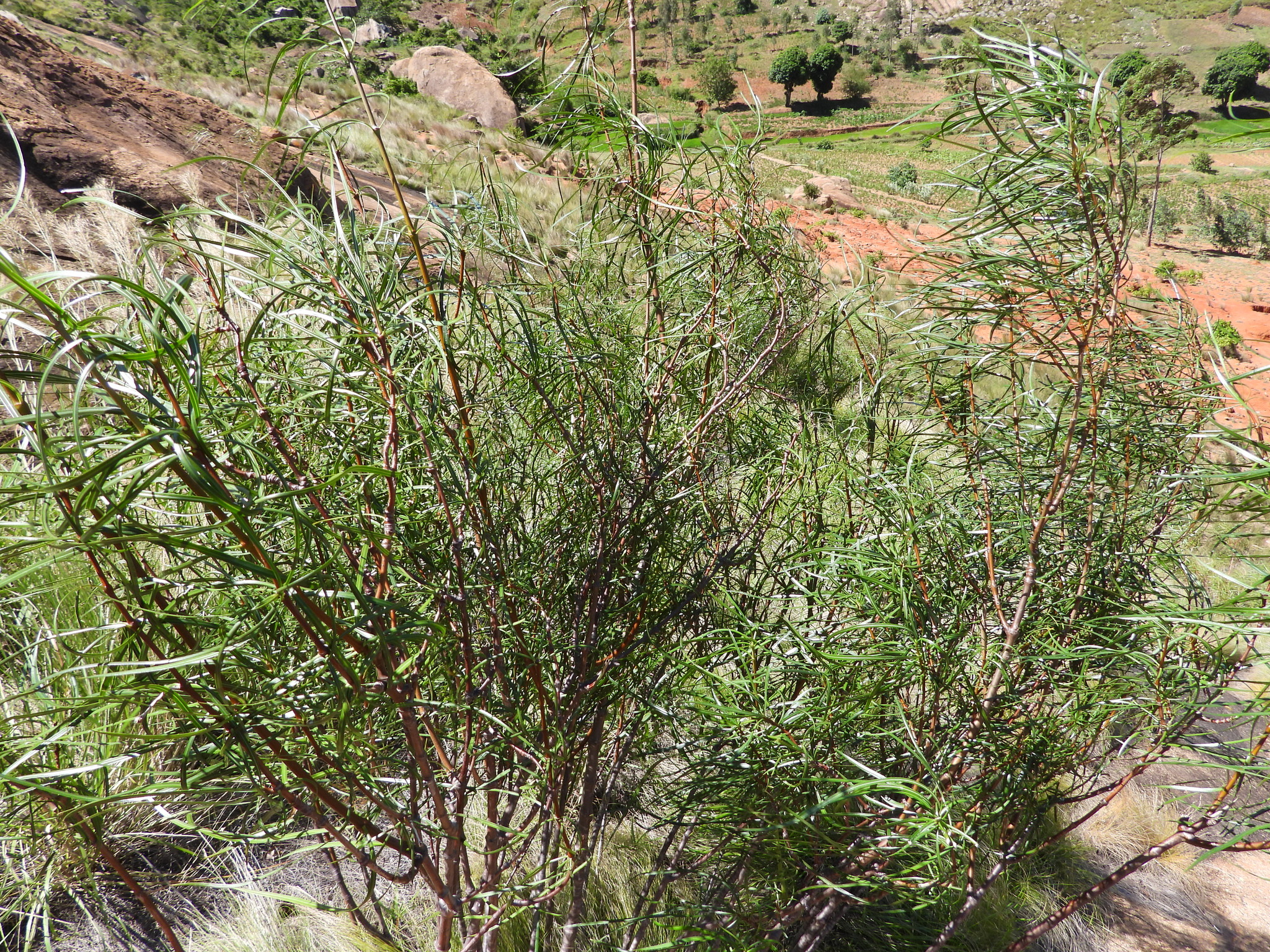 Ischnolepis graminifolia (Costantin & Gallaud) Klack. 3
