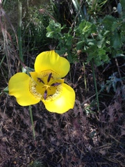 Calochortus clavatus