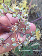 Lomatium dasycarpum