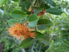 Metrosideros collina