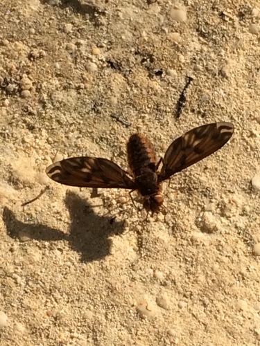Poecilanthrax nigripennis