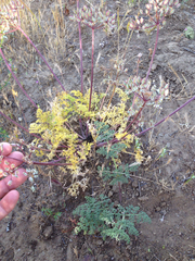 Lomatium dasycarpum