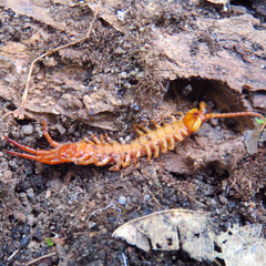 Bothropolys multidentatus