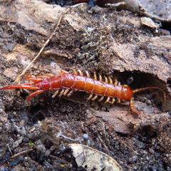 Bothropolys multidentatus