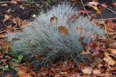 Festuca glauca, photograph author not stated, no rights reserved