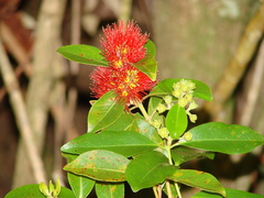 Metrosideros collina