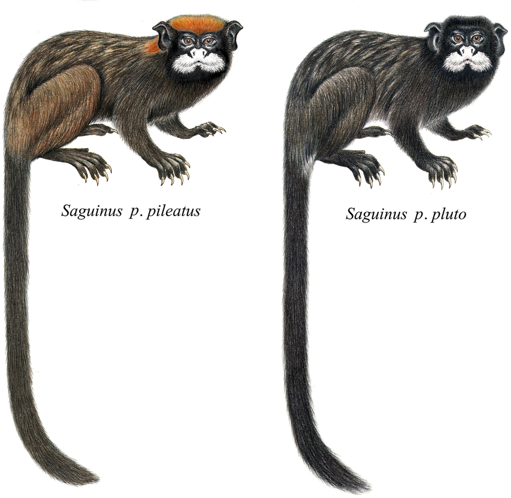 Moustached Tamarin