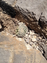 Mammillaria lasiacantha