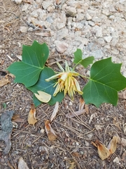 Liriodendron tulipifera