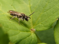 Andrena dorsata