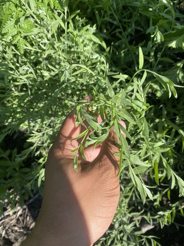 iNaturalist observation photo of Russian knapweed