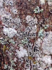 Mycoblastus sanguinarioides