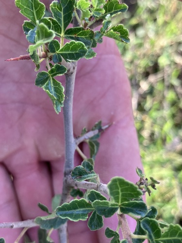 Commiphora africana