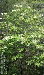 Cornus nuttallii