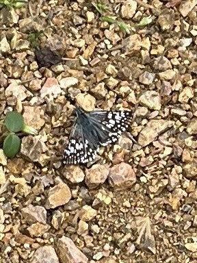 Common Checkered-Skipper from Sunset Dr, Norman, OK, US on April 17 ...