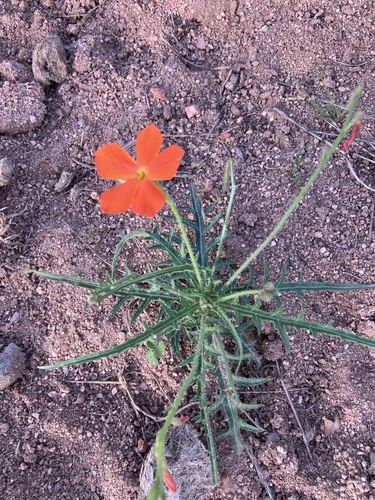 Tricliceras schinzii, photograph 4