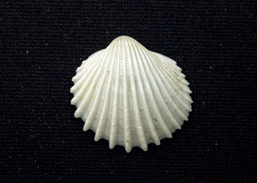 Subfamily Cardiinae · iNaturalist