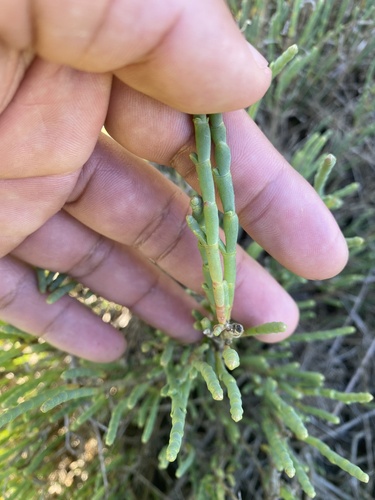 iNaturalist observation photo of Parish's glasswort