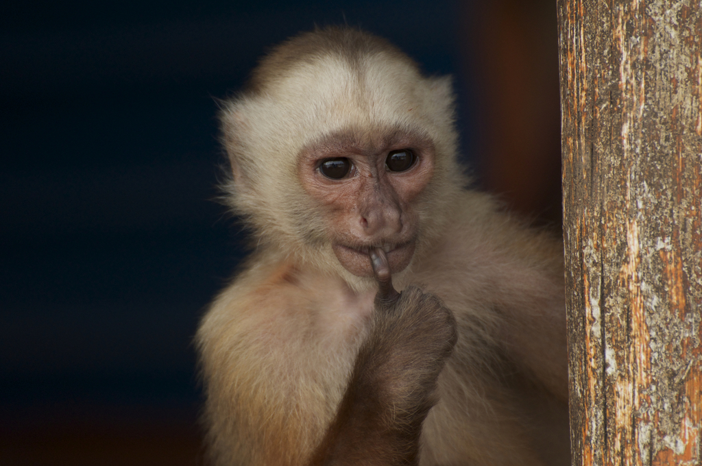 Sierra de Perijá White-fronted Capuchin