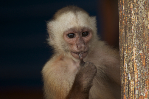 Sierra de Perijá White-fronted Capuchin (Cebus leucocephalus) — Vulnerable Mammalia