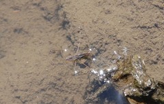 Gerris latiabdominis