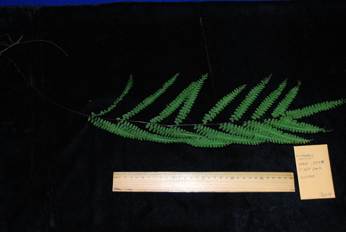 Lindsaea rigida observed 2009-09-12