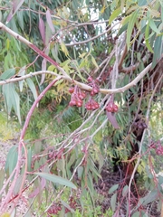 Eucalyptus leucoxylon