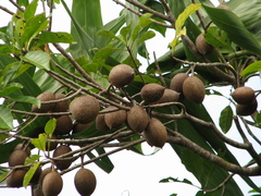 Palaquium stehlinii