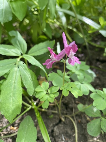 Corydalis caucasica, photograph 2