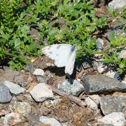 iNaturalist observation photo of Checkered White