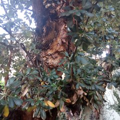 Polylepis racemosa