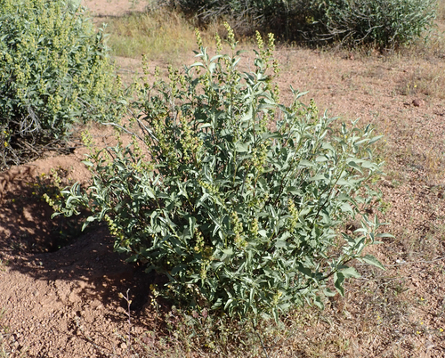 triangle-leaf bursage