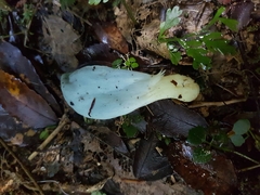 Clavogaster virescens