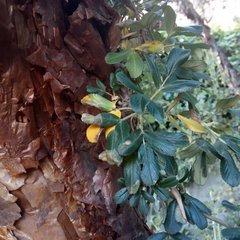 Polylepis racemosa