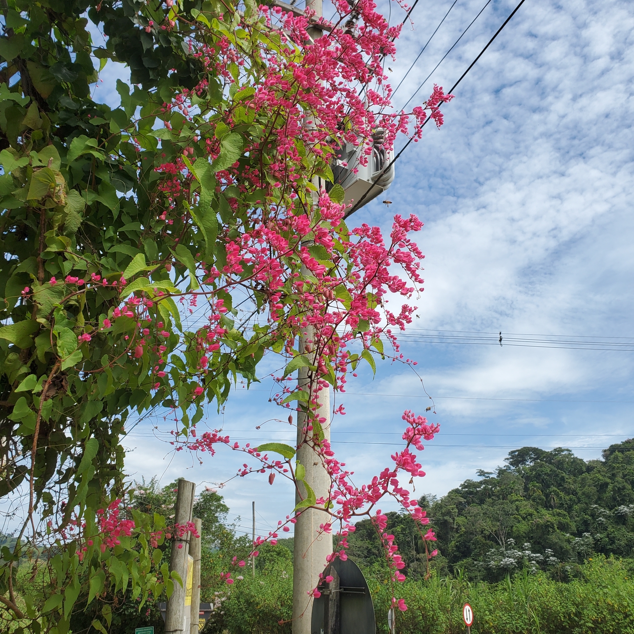 Antigonon leptopus
