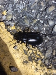Calosoma macrum