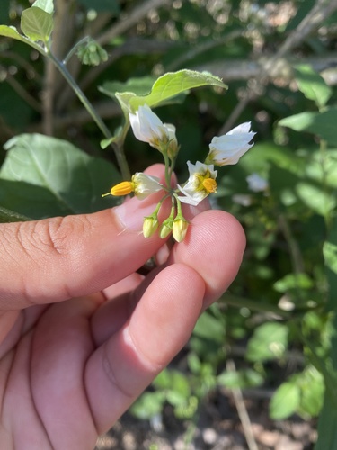 iNaturalist observation photo of greenspot nightshade