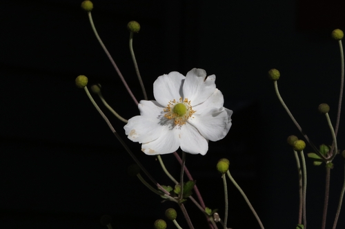 Image of Eriocapitella japonica by no rights reserved
