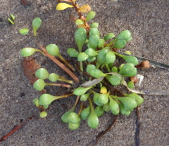 Samolus repens repens