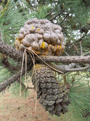 Cronartium conigenum