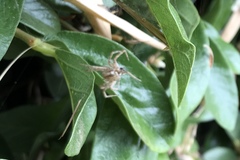 Araneae