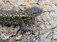Sceloporus anahuacus