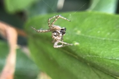 Araneae