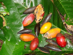 Planchonella torricellensis