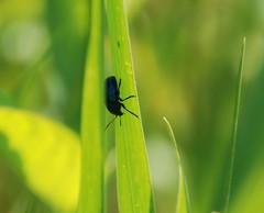 Chrysochus chinensis