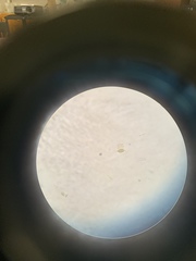 Desmodesmus communis