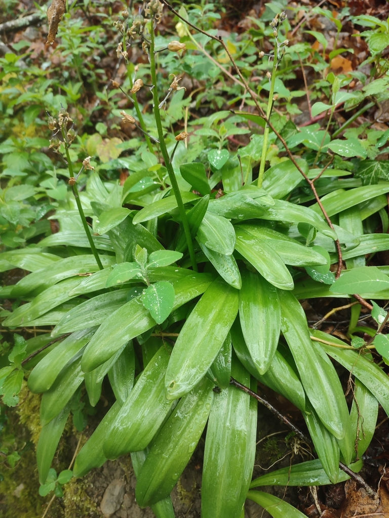 Scilla lilio-hyacinthus, Álava, ES-PV, ES