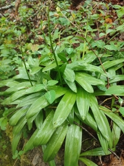 Scilla lilio-hyacinthus